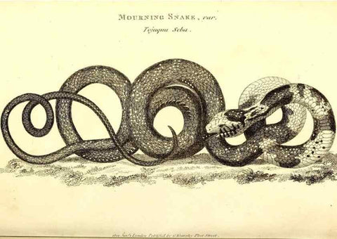 Reproducción/Reproduction 49826338048: General zoology, or Systematic natural history. London,Printed for G. Kearsley,1800-1826.. 