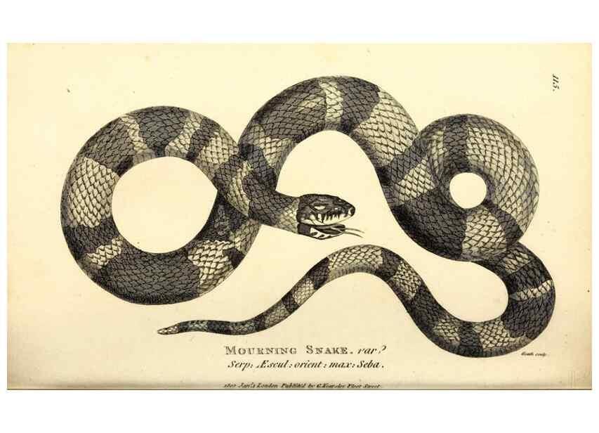 Reproducción/Reproduction 49826872016: General zoology, or Systematic natural history. London,Printed for G. Kearsley,1800-1826.. 