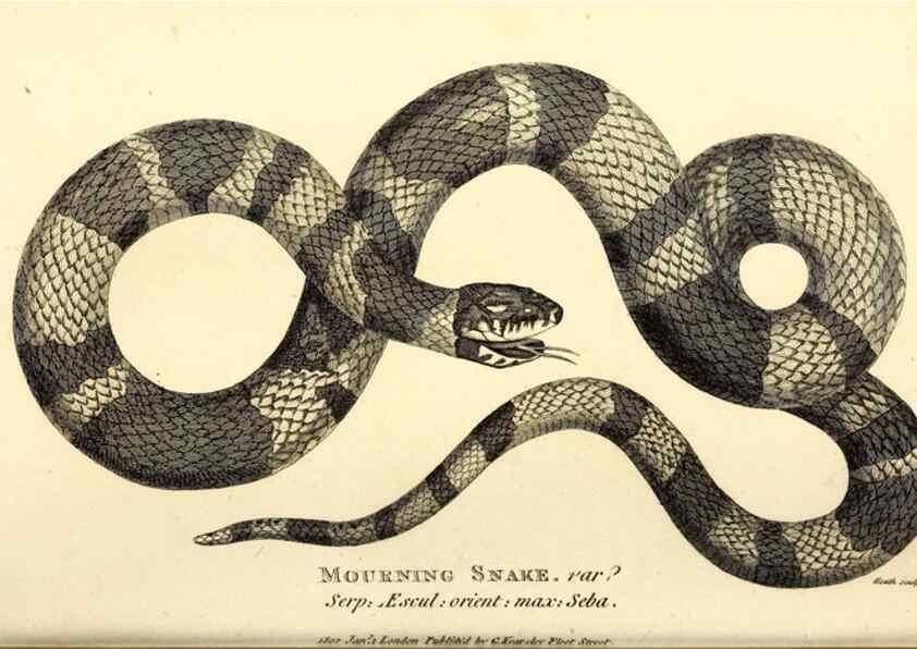 Reproducción/Reproduction 49826872016: General zoology, or Systematic natural history. London,Printed for G. Kearsley,1800-1826.. 