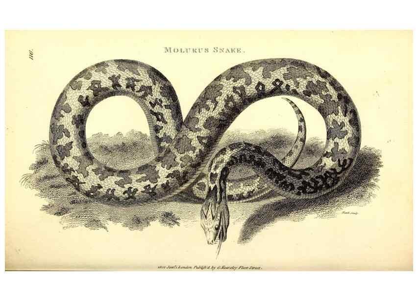 Reproducción/Reproduction 49827187507: General zoology, or Systematic natural history. London,Printed for G. Kearsley,1800-1826.. 