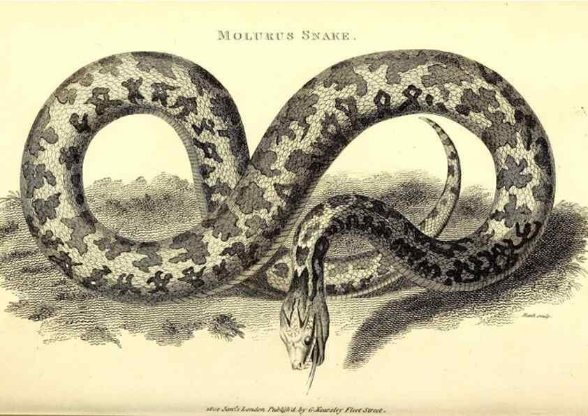 Reproducción/Reproduction 49827187507: General zoology, or Systematic natural history. London,Printed for G. Kearsley,1800-1826.. 