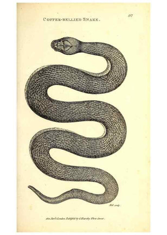 Reproducción/Reproduction 49827187792: General zoology, or Systematic natural history. London,Printed for G. Kearsley,1800-1826.. 