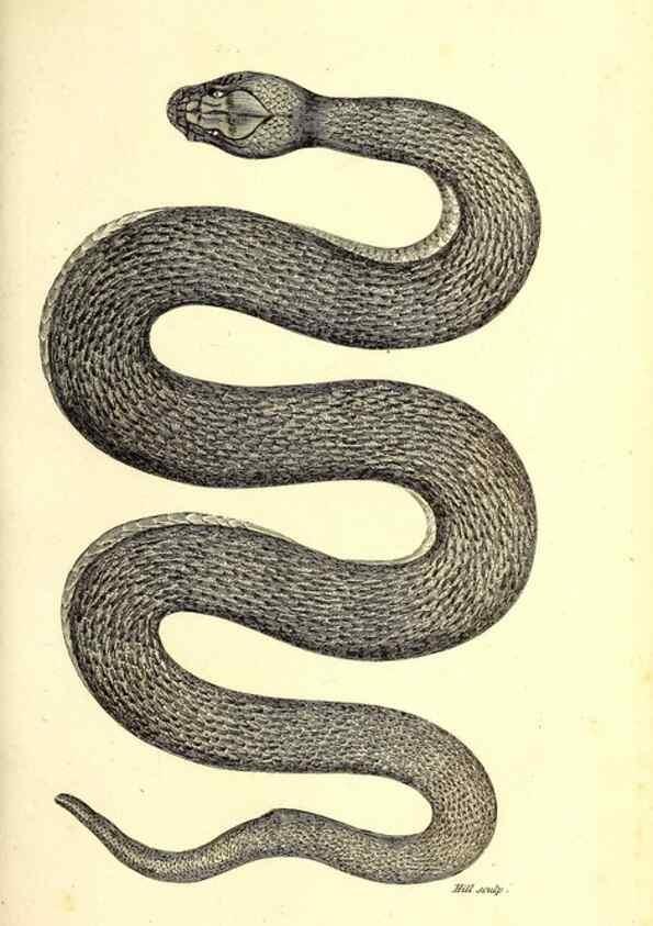 Reproducción/Reproduction 49827187792: General zoology, or Systematic natural history. London,Printed for G. Kearsley,1800-1826.. 