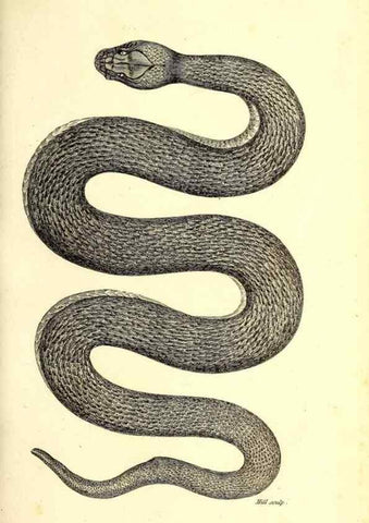 Reproducción/Reproduction 49827187792: General zoology, or Systematic natural history. London,Printed for G. Kearsley,1800-1826.. 