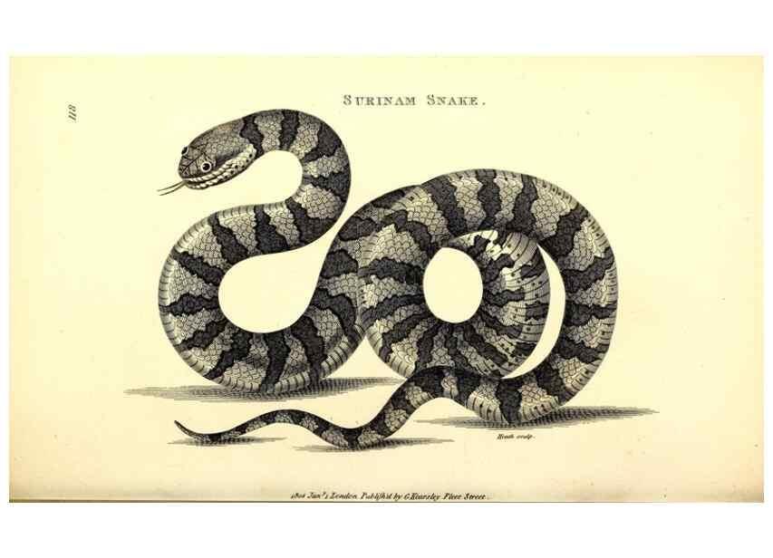 Reproducción/Reproduction 49826339388: General zoology, or Systematic natural history. London,Printed for G. Kearsley,1800-1826.. 