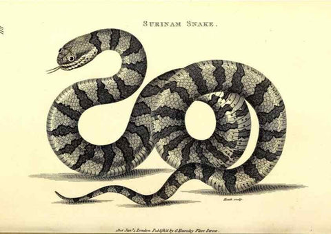 Reproducción/Reproduction 49826339388: General zoology, or Systematic natural history. London,Printed for G. Kearsley,1800-1826.. 