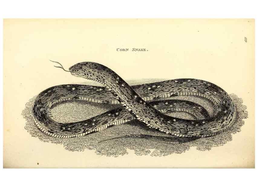 Reproducción/Reproduction 49826873346: General zoology, or Systematic natural history. London,Printed for G. Kearsley,1800-1826.. 