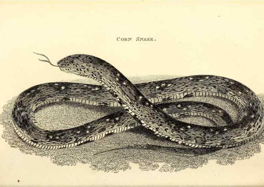 Reproducción/Reproduction 49826873346: General zoology, or Systematic natural history. London,Printed for G. Kearsley,1800-1826.. 