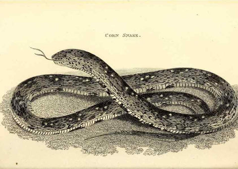 Reproducción/Reproduction 49826873346: General zoology, or Systematic natural history. London,Printed for G. Kearsley,1800-1826.. 