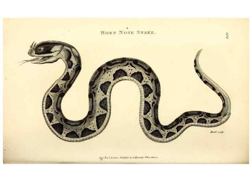 Reproducción/Reproduction 49826868326: General zoology, or Systematic natural history. London,Printed for G. Kearsley,1800-1826.. 