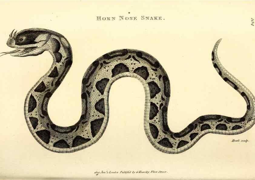Reproducción/Reproduction 49826868326: General zoology, or Systematic natural history. London,Printed for G. Kearsley,1800-1826.. 