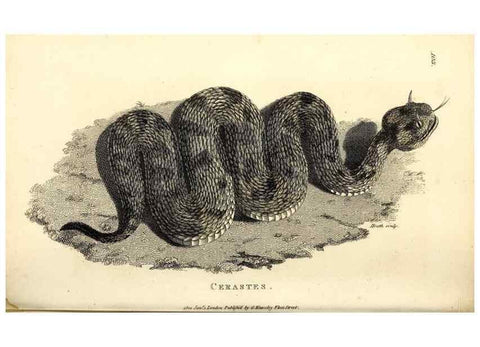 Reproducción/Reproduction 49826867976: General zoology, or Systematic natural history. London,Printed for G. Kearsley,1800-1826.. 