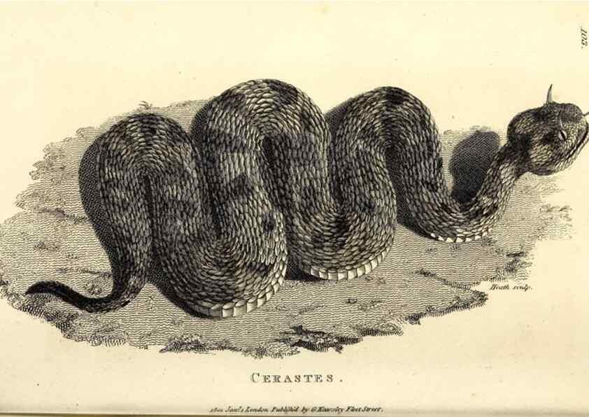 Reproducción/Reproduction 49826867976: General zoology, or Systematic natural history. London,Printed for G. Kearsley,1800-1826.. 