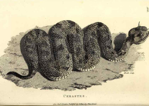 Reproducción/Reproduction 49826867976: General zoology, or Systematic natural history. London,Printed for G. Kearsley,1800-1826.. 