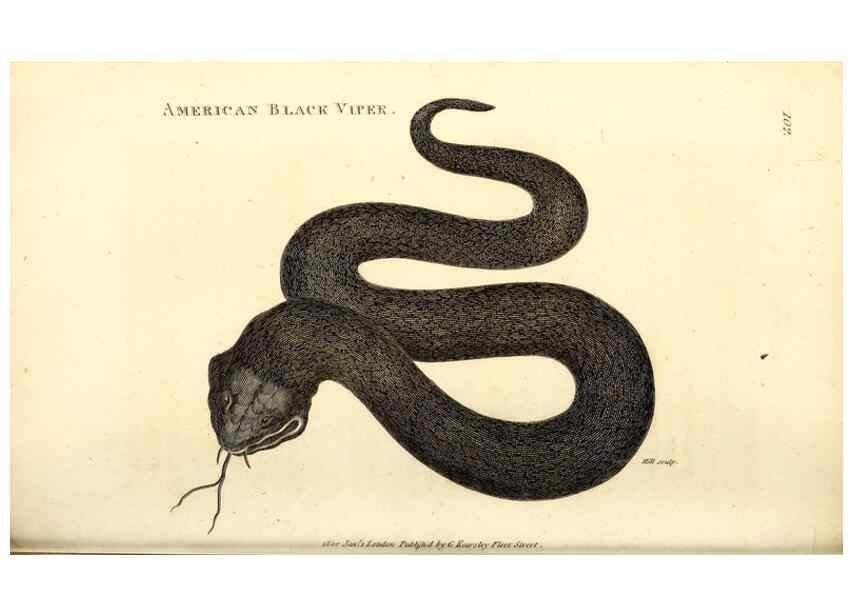 Reproducción/Reproduction 49826867481: General zoology, or Systematic natural history. London,Printed for G. Kearsley,1800-1826.. 