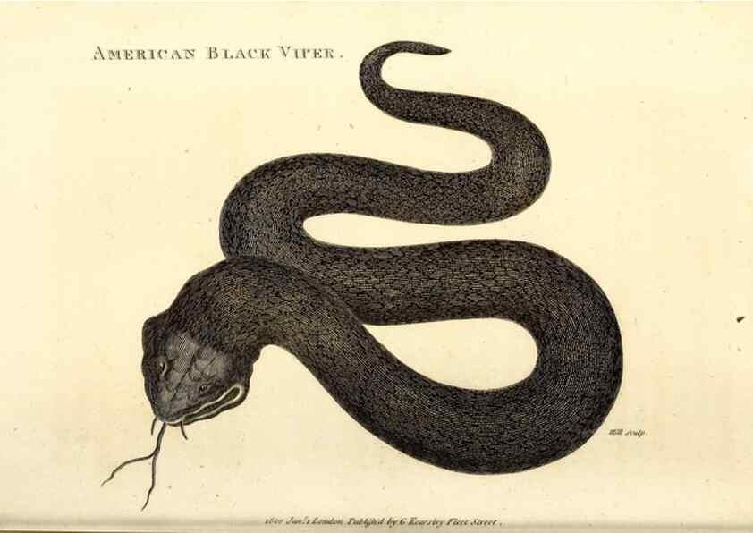 Reproducción/Reproduction 49826867481: General zoology, or Systematic natural history. London,Printed for G. Kearsley,1800-1826.. 