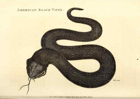 Reproducción/Reproduction 49826867481: General zoology, or Systematic natural history. London,Printed for G. Kearsley,1800-1826.. 