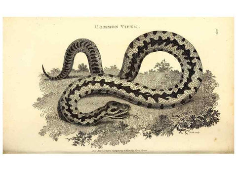 Reproducción/Reproduction 49826333168: General zoology, or Systematic natural history. London,Printed for G. Kearsley,1800-1826.. 
