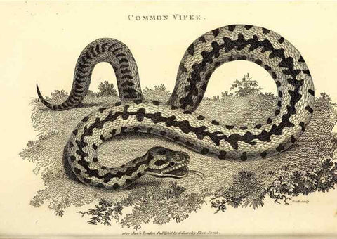 Reproducción/Reproduction 49826333168: General zoology, or Systematic natural history. London,Printed for G. Kearsley,1800-1826.. 