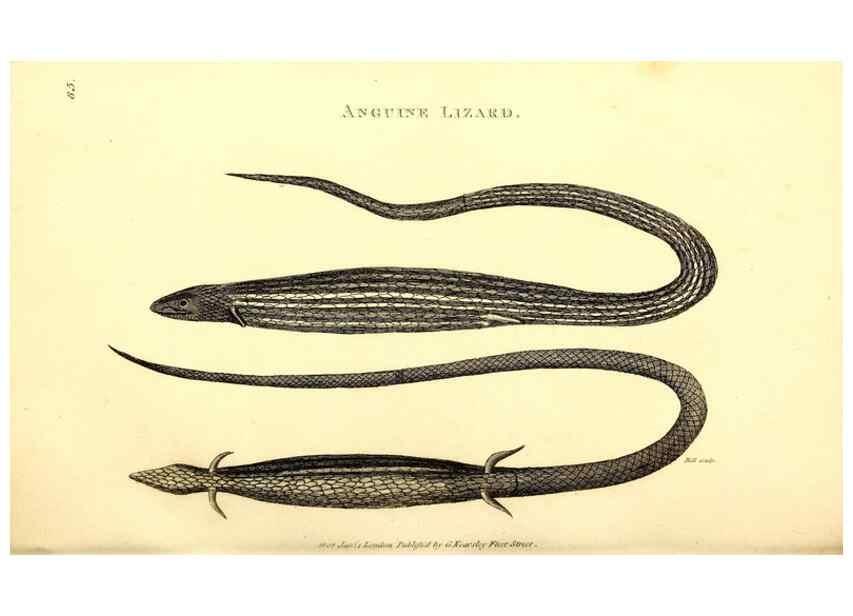 Reproducción/Reproduction 49826327578: General zoology, or Systematic natural history. London,Printed for G. Kearsley,1800-1826.. 