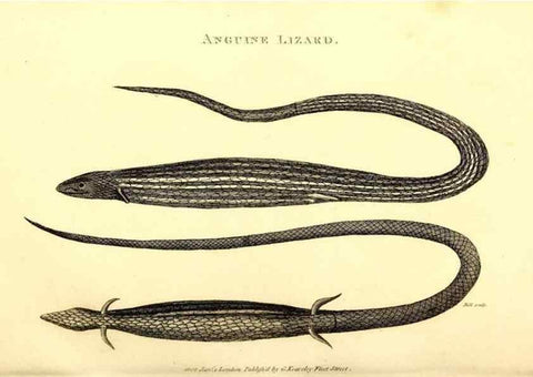 Reproducción/Reproduction 49826327578: General zoology, or Systematic natural history. London,Printed for G. Kearsley,1800-1826.. 
