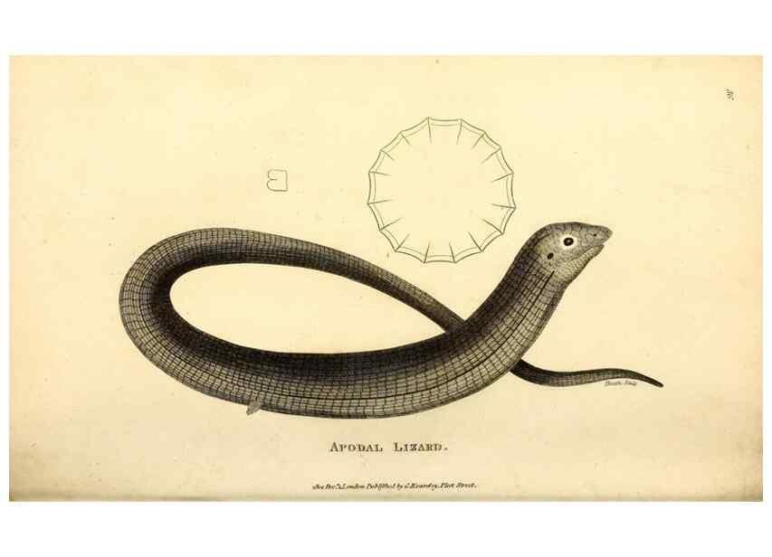 Reproducción/Reproduction 49826861556: General zoology, or Systematic natural history. London,Printed for G. Kearsley,1800-1826.. 