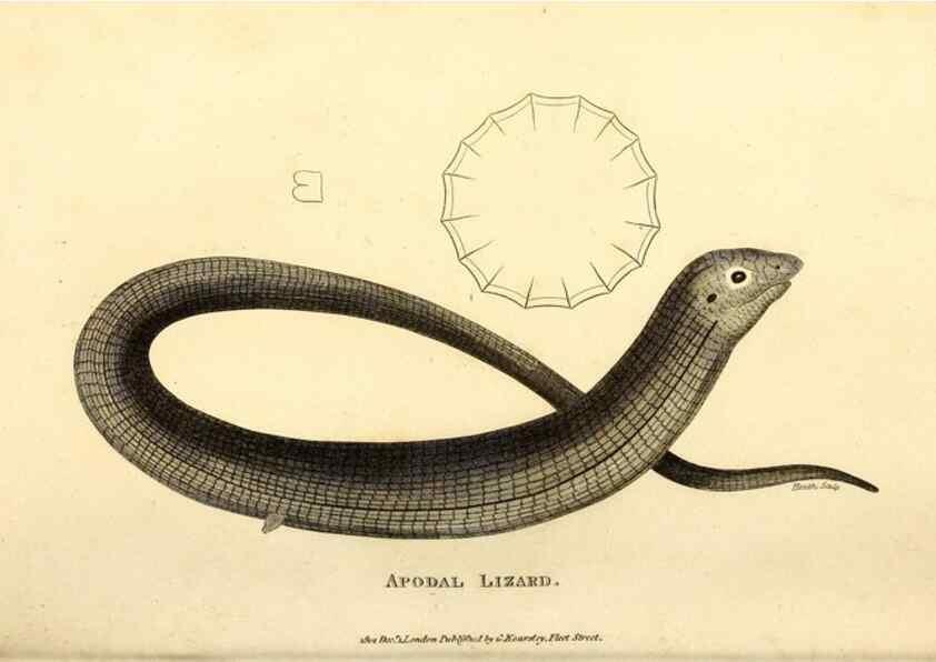 Reproducción/Reproduction 49826861556: General zoology, or Systematic natural history. London,Printed for G. Kearsley,1800-1826.. 