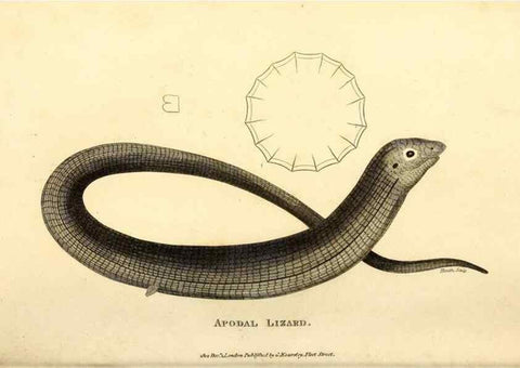Reproducción/Reproduction 49826861556: General zoology, or Systematic natural history. London,Printed for G. Kearsley,1800-1826.. 