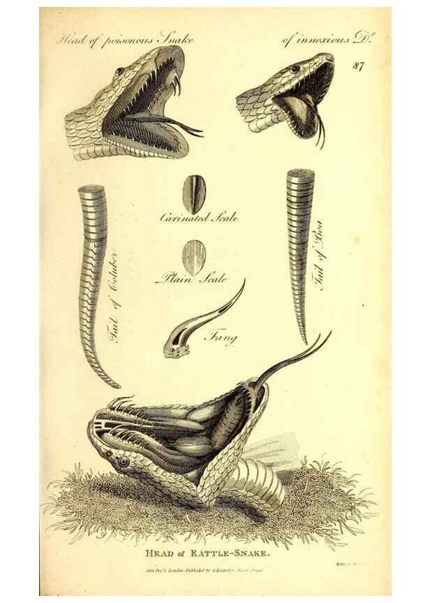 Reproducción/Reproduction 49827177177: General zoology, or Systematic natural history. London,Printed for G. Kearsley,1800-1826.. 
