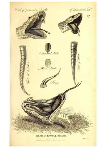 Reproducción/Reproduction 49827177177: General zoology, or Systematic natural history. London,Printed for G. Kearsley,1800-1826.. 