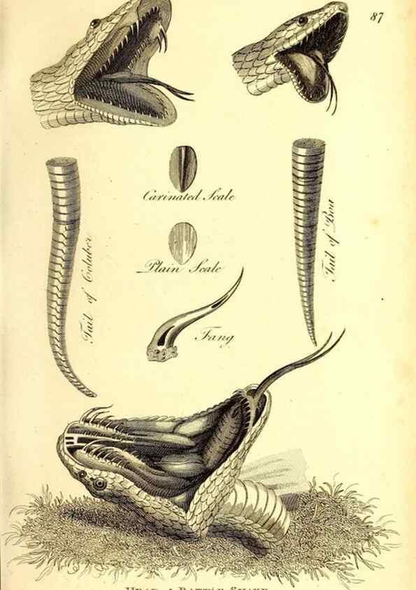 Reproducción/Reproduction 49827177177: General zoology, or Systematic natural history. London,Printed for G. Kearsley,1800-1826.. 
