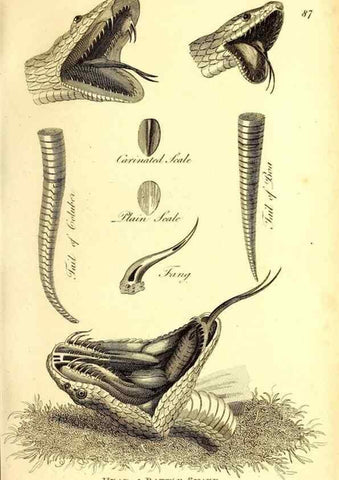 Reproducción/Reproduction 49827177177: General zoology, or Systematic natural history. London,Printed for G. Kearsley,1800-1826.. 