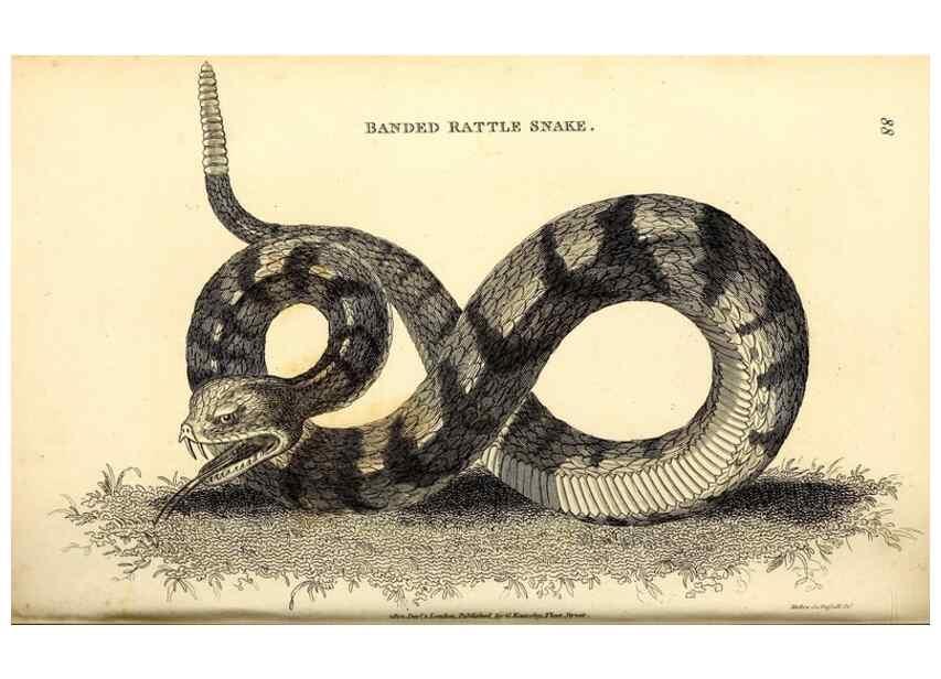 Reproducción/Reproduction 49826862491: General zoology, or Systematic natural history. London,Printed for G. Kearsley,1800-1826.. 