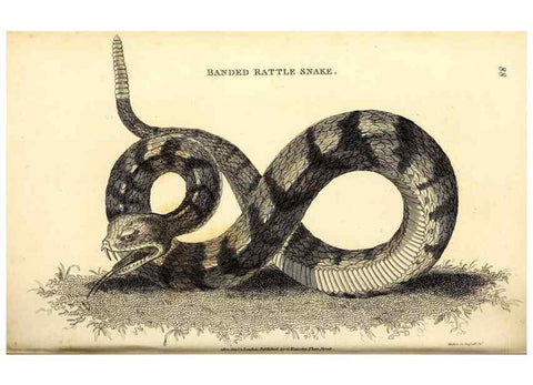 Reproducción/Reproduction 49826862491: General zoology, or Systematic natural history. London,Printed for G. Kearsley,1800-1826.. 