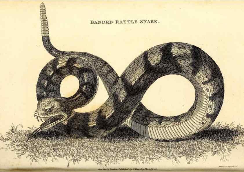 Reproducción/Reproduction 49826862491: General zoology, or Systematic natural history. London,Printed for G. Kearsley,1800-1826.. 