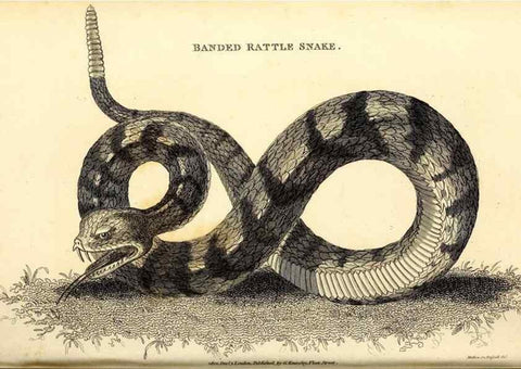 Reproducción/Reproduction 49826862491: General zoology, or Systematic natural history. London,Printed for G. Kearsley,1800-1826.. 