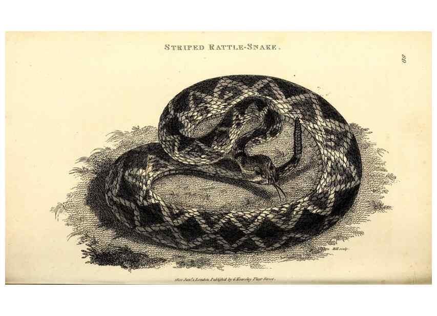 Reproducción/Reproduction 49827178027: General zoology, or Systematic natural history. London,Printed for G. Kearsley,1800-1826.. 