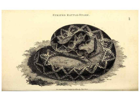 Reproducción/Reproduction 49827178027: General zoology, or Systematic natural history. London,Printed for G. Kearsley,1800-1826.. 