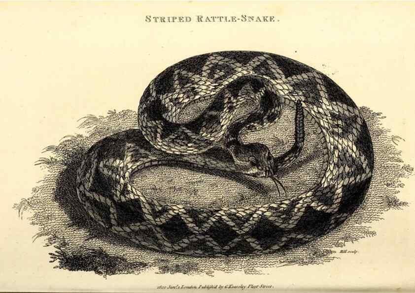Reproducción/Reproduction 49827178027: General zoology, or Systematic natural history. London,Printed for G. Kearsley,1800-1826.. 