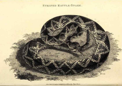 Reproducción/Reproduction 49827178027: General zoology, or Systematic natural history. London,Printed for G. Kearsley,1800-1826.. 
