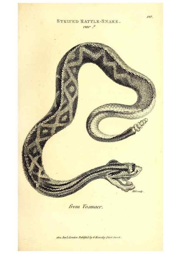 Reproducción/Reproduction 49826329563: General zoology, or Systematic natural history. London,Printed for G. Kearsley,1800-1826.. 
