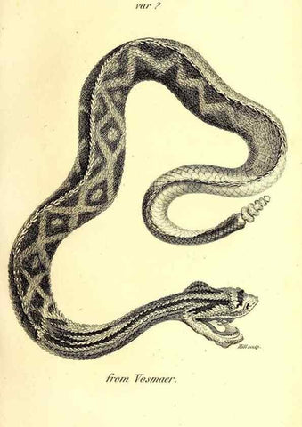 Reproducción/Reproduction 49826329563: General zoology, or Systematic natural history. London,Printed for G. Kearsley,1800-1826.. 