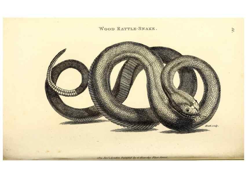 Reproducción/Reproduction 49827178612: General zoology, or Systematic natural history. London,Printed for G. Kearsley,1800-1826.. 