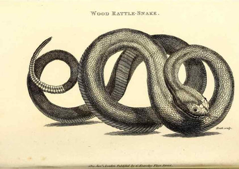 Reproducción/Reproduction 49827178612: General zoology, or Systematic natural history. London,Printed for G. Kearsley,1800-1826.. 