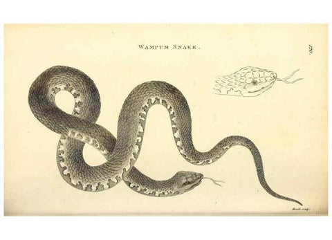 Reproducción/Reproduction 49826340228: General zoology, or Systematic natural history. London,Printed for G. Kearsley,1800-1826.. 