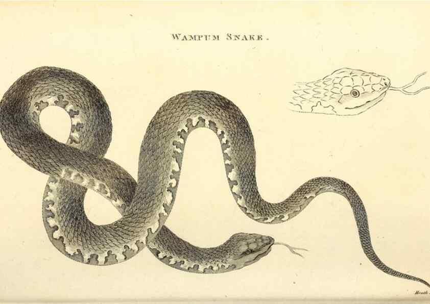 Reproducción/Reproduction 49826340228: General zoology, or Systematic natural history. London,Printed for G. Kearsley,1800-1826.. 