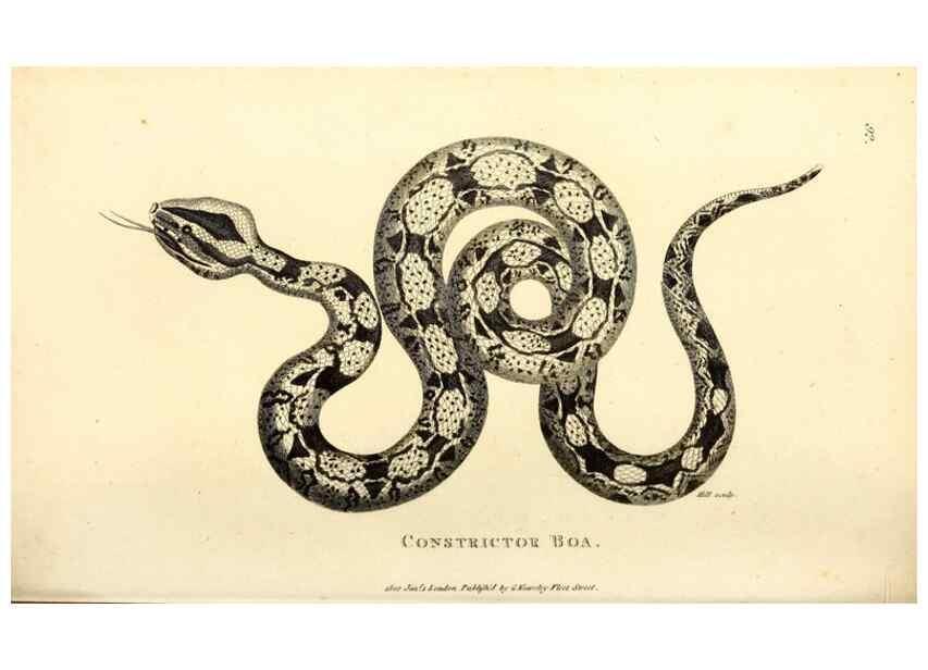 Reproducción/Reproduction 49826330173: General zoology, or Systematic natural history. London,Printed for G. Kearsley,1800-1826.. 