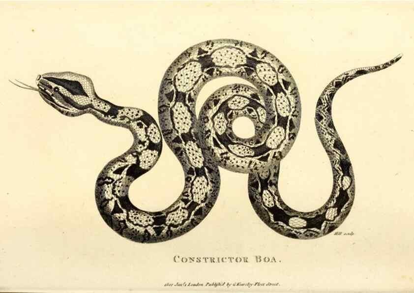 Reproducción/Reproduction 49826330173: General zoology, or Systematic natural history. London,Printed for G. Kearsley,1800-1826.. 