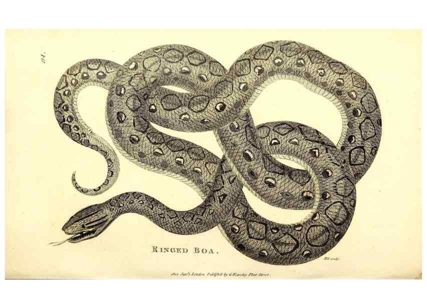 Reproducción/Reproduction 49827179452: General zoology, or Systematic natural history. London,Printed for G. Kearsley,1800-1826.. 