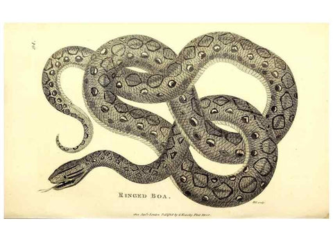 Reproducción/Reproduction 49827179452: General zoology, or Systematic natural history. London,Printed for G. Kearsley,1800-1826.. 